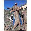 Image 1 : 5 DAY ARIZONA MOUNTAIN LION HUNT FOR ONE HUNTER