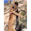 Image 4 : 5 DAY ARIZONA MOUNTAIN LION HUNT FOR ONE HUNTER