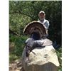Image 2 : 1 DAY TURKEY HUNT IN NORTHERN CALIFORNIA FOR 1 HUNTER