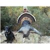 Image 5 : 1 DAY TURKEY HUNT IN NORTHERN CALIFORNIA FOR 1 HUNTER