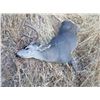 Image 2 : VERY RARE 2 DAY CALIFORNIA BLACKTAIL HUNT AT HOPLAND RESEARCH CENTER FOR 1 HUNTER