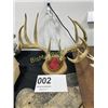 Image 1 : Whitetail Antler Mount
