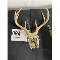 Whitetail Deer Skull & Horns
