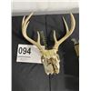 Image 1 : Whitetail Deer Skull & Horns