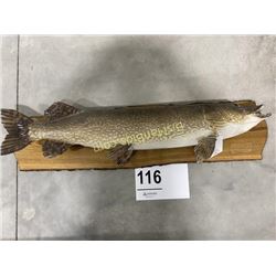 Northern Pike Taxidermy Mount
