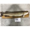 Image 1 : Northern Pike Taxidermy Mount