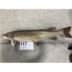 Northern Pike Taxidermy Mount