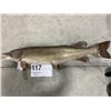 Image 1 : Northern Pike Taxidermy Mount