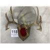 Image 1 : Whitetail Deer Antler Mount