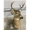 Image 1 : Whitetail Deer Mount