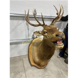 Elk Shoulder Mount Taxidermy