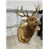 Image 1 : Elk Shoulder Mount Taxidermy