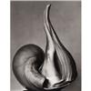 Image 10 : Photography Monographs E - 32 pieces