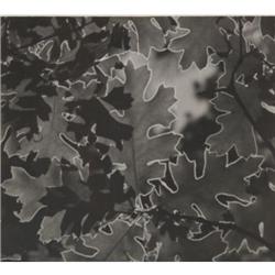 Herbert Matter Photo - 1 piece