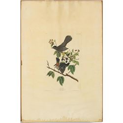 John James Audubon, "Cat Bird"