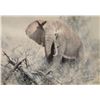 Image 2 : DAVID SHEPHERD (British 1931-2017) AFRICIAN ELEPHANT.