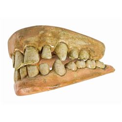 Harry and the Hendersons Plaster Teeth.