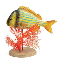 Submarine Voyage Fish Prop.