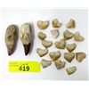 Image 1 : 2 Medium and 18 Small Fossilized Sharks Teeth