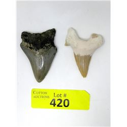 2 Cenozoic Era Megalodon Tooth - South Carolina