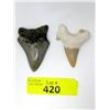 Image 1 : 2 Cenozoic Era Megalodon Tooth - South Carolina