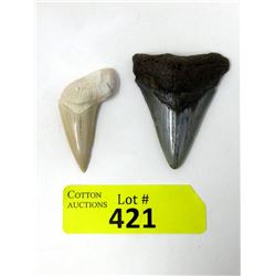 2 Cenozoic Era Megalodon Tooth - South Carolina