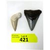 Image 1 : 2 Cenozoic Era Megalodon Tooth - South Carolina