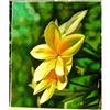 Image 1 : ORIG OIL PAINTING OF PLUMERIA FLOWERS #843026