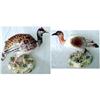 Image 1 : 19C RUDOLSTADT VOLKSTEDT PHEASANT BIRDS -PAIR #843693