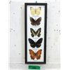 Image 1 : Framed Butterfly Collection - 5" x 15"