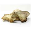 Image 2 : 2 Genuine Animal Skulls - Largest is 10" x 5"