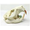 Image 2 : Taxidermy Frog & Genuine Animal Skull