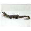 Image 2 : Dried Baby Gator & 2 Small Gator Heads