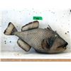 Image 1 : Taxidermy Buck Tooth Fish - 20" x 10"