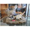 Image 1 : Taxidermy Grouse Mounted on Skull