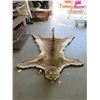 Image 1 : Mounted Cougar Skin Rug