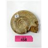 Image 1 : Large Hand Carved Skull on Ammonite Shell