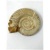 Image 3 : Large Hand Carved Skull on Ammonite Shell
