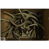 Image 1 : BOX FULL OF ANTLERS - COLLECTIBLE