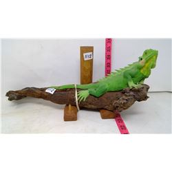 Iguana on Natural Wood Branch