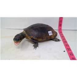 Taxidermy (1970) Turtle, South America Male