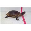 Image 2 : Taxidermy (1970) Turtle, South America Male