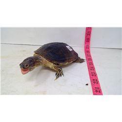 Taxidermy (1970) Turtle, South America Female