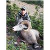 Image 2 : Alberta Bighorn Sheep Hunt