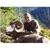 Image 3 : BC Bighorn Sheep Combo Hunt
