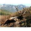 Image 4 : BC Bighorn Sheep Combo Hunt