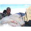Image 1 : BC Mountain Goat Combo Hunt, includes additional hunter for Elk, Mule deer, Bear and Wolf