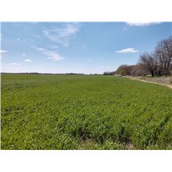 113 Acres of Pasture, Farm and River