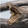 Image 3 : 2019 Jumanji: The Next Level Screen Used Snake from Nick Jonas Scene Signed Letter of Authenticity