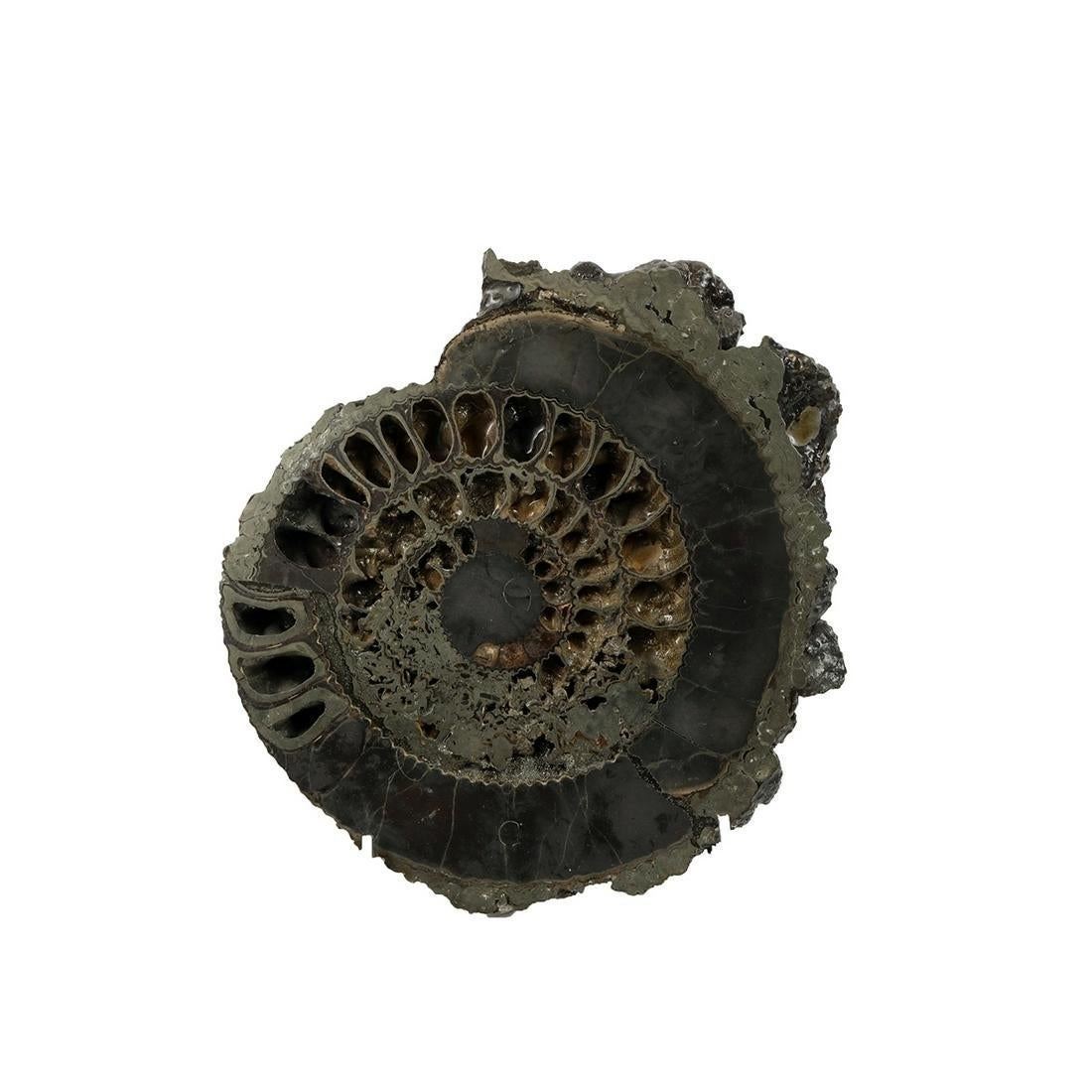Metallic Prehistoric Shell Fossil.